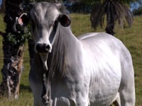 Lote 67