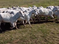 Lote 22