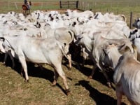 Lote 24