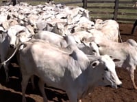 Lote 27