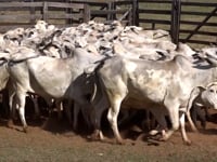 Lote 28