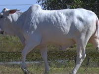 Lote 02