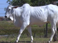 Lote 03