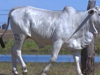 Lote 04