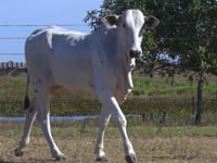 Lote 09