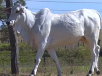 Lote 11