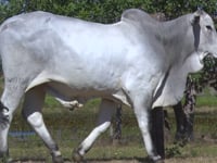 Lote 14