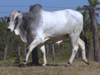 Lote 20