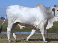 Lote 25