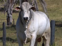 Lote 57