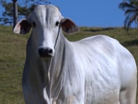 Lote 73