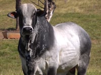 Lote 75