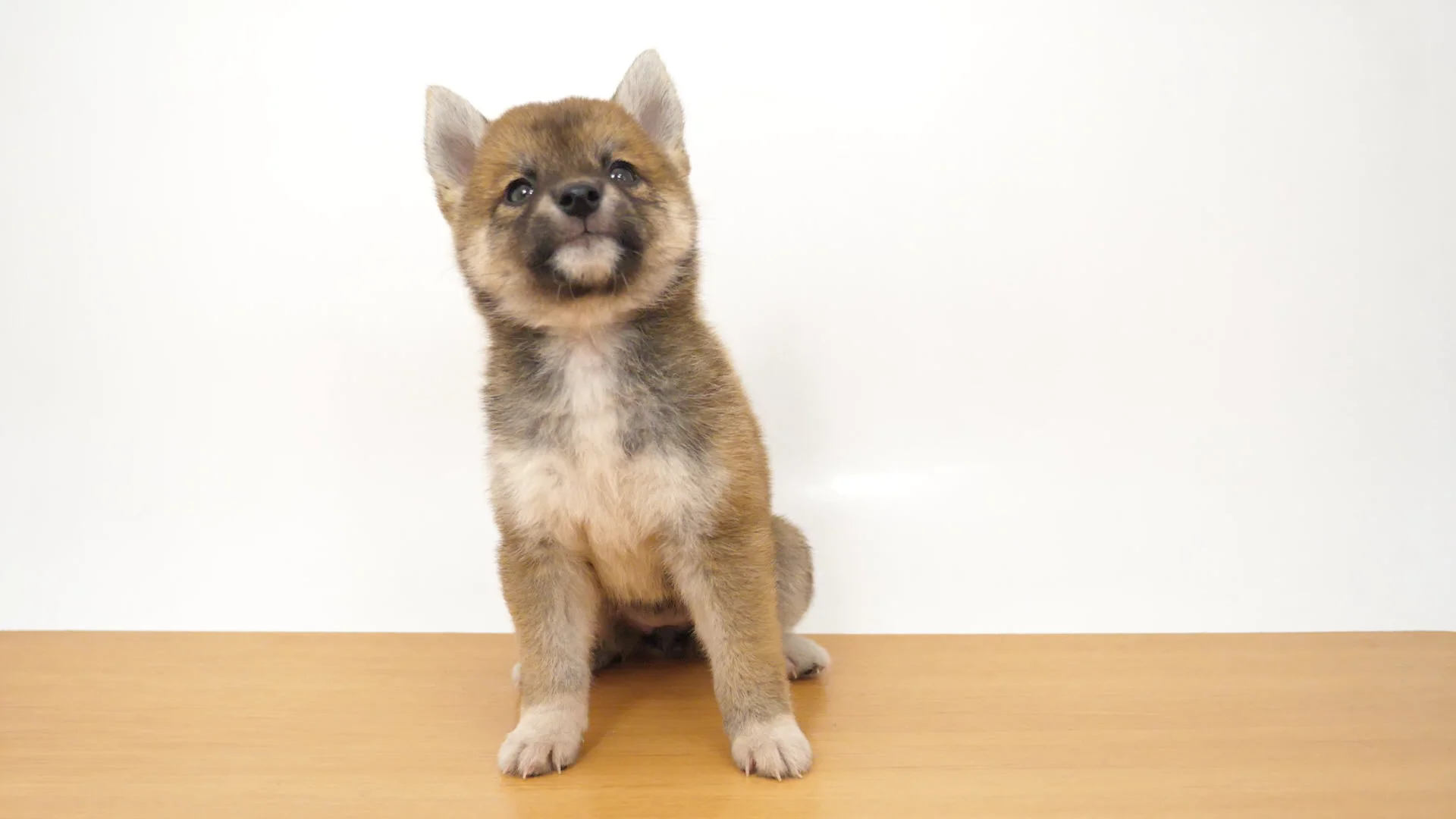 豆柴犬 赤 女の子 ニトリモール相模原店 2025071643206 ｜ペット