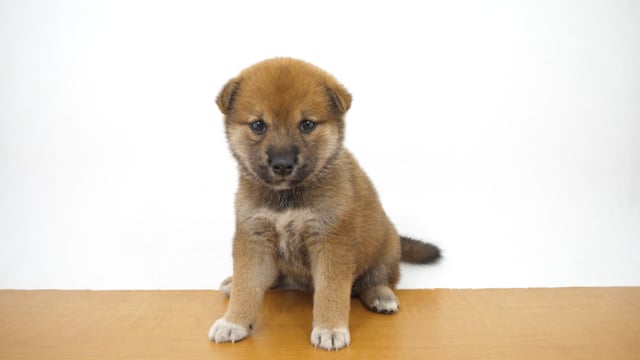 【世界にひとつ】一閑張り　赤　おめでたい　　カラフル　こま犬 もこもこ赤べこ ぬいぐるみ | AM☆BASE