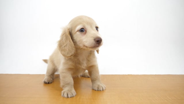 M♦希少　イギリスヴィンテージ　J. Bromley ブロンズ像　釣り人と犬 M♢希少 イギリスヴィンテージ J. Bromley ブロンズ像 釣り人と