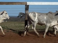 Lote 02C