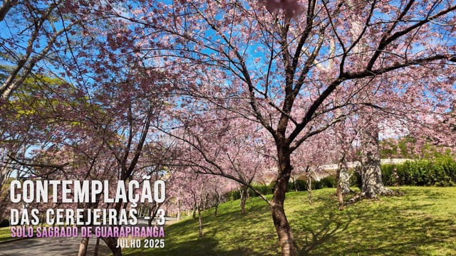 Capa do vídeo “Contemplação das Cerejeiras III - Solo Sagrado de Guarapiranga | Julho / 2025”