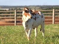Lote 102
