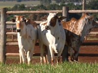 Lote 103