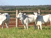 Lote 104