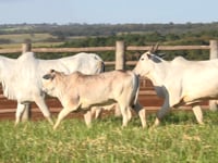 Lote 106