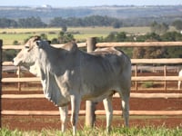 Lote 107