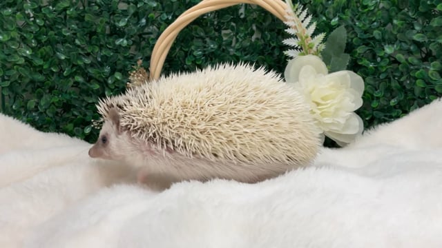 ハリネズミページ はりねずみのラドファミリー | トゲトゲと私。 仲間みたいだよね