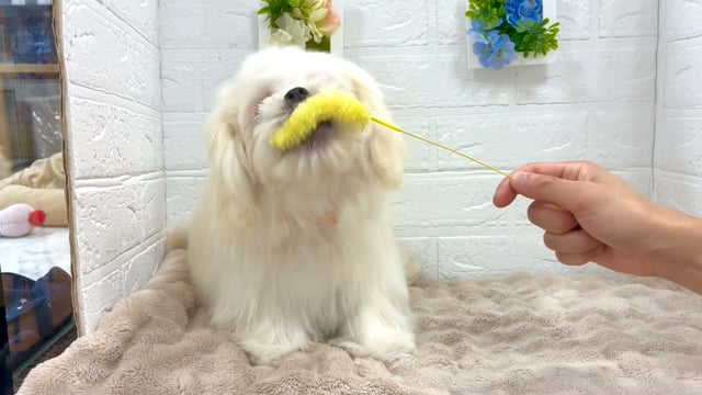 【ももぞうページ】ミニヒマワリとわんちゃん  藤の花と白ネコさん ももぞうページ】ミニヒマワリとわんちゃん 藤の花と白ネコさん
