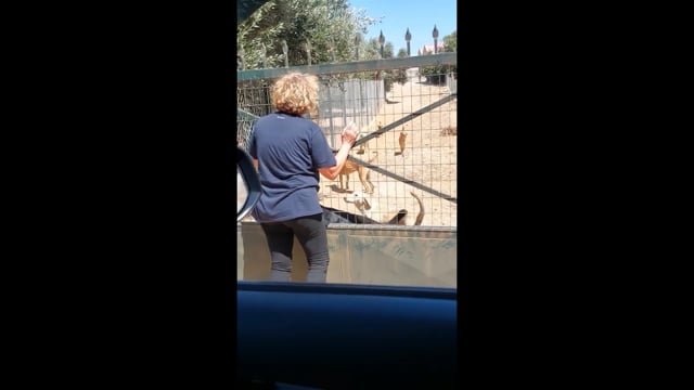 Βαγιονιά Ηρακλείου Κρήτης: Τι επισημαίνει η Μ. Μαρκουλάκη για τη σύλληψη της και το καταφύγιο αδέσποτων που διατηρεί 21-7-2025