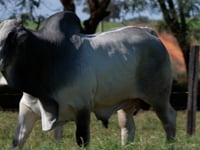 Lote 237