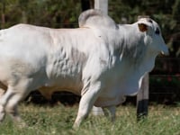 Lote 255