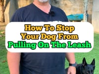 How to stop your dog from pulling on the leash