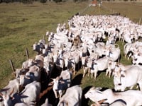 Geral Vacas