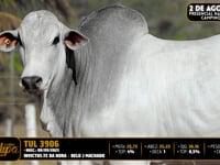 Lote 02