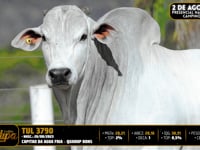 Lote 03
