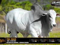 Lote 05