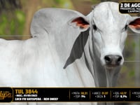 Lote 07