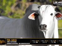 Lote 08
