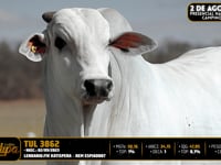 Lote 06