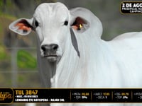Lote 11