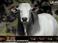 Lote 12