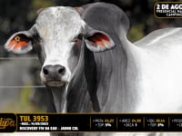 Lote 13