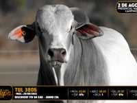 Lote 19