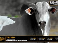Lote 20