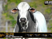 Lote 21
