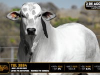 Lote 22