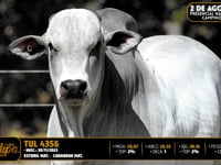 Lote 23