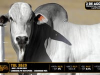Lote 24