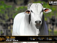 Lote 25