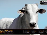 Lote 26